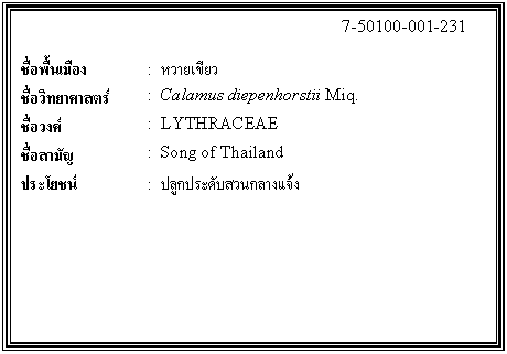 กล่องข้อความ: 7-50100-001-231 ชื่อพื้นเมือง : หวายเขียว ชื่อวิทยาศาสตร์ : Calamus diepenhorstii Miq. ชื่อวงศ์ : LYTHRACEAE ชื่อสามัญ : Song of Thailand ประโยชน์ : ปลูกประดับสวนกลางแจ้ง